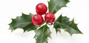 Holly Plants are Toxic To Dogs | Pet Poison Helpline